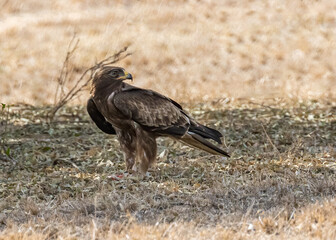 Fototapeta premium A booted eagle in a shade