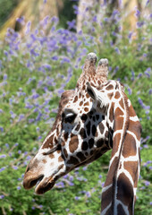 Close up of a Giraffe