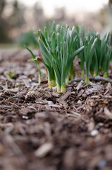 Daffodils sprouting in spring vertical