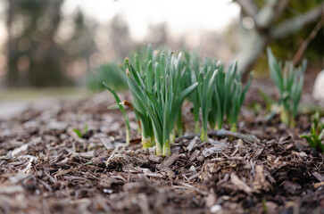 Daffodils sprouting in spring horizonal