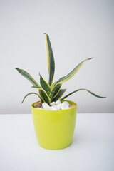 Sansevieria in a pot on a white table