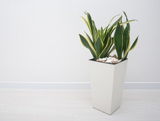 Sansevieria in a pot on a white table