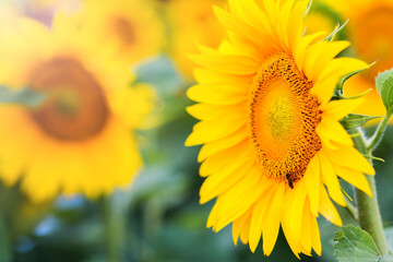Fototapeta premium A bee on a sunflower close-up. Horizontal photo