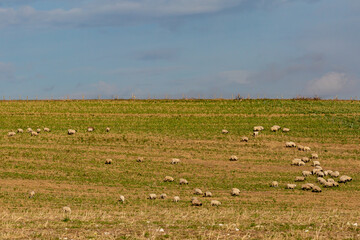 Fototapeta na wymiar A flock of sheep grazing on a hillside, on a sunny winters day