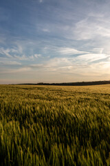 A view out over a field of cereal crops on a sunny early summers evening
