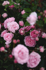 Light pink rose