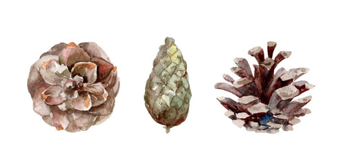 Botanical set watercolor illustrations of pine cones. Pine cone on a white background.