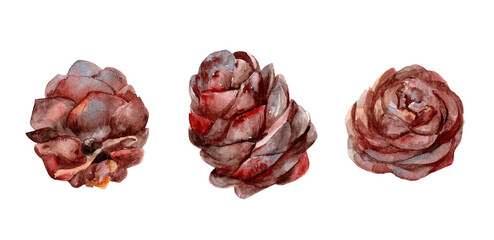 Botanical set watercolor illustrations of pine cones. Pine cone on a white background.