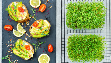 Snacks with microgreens, avocado and tomatoes on a black slate serving tray top view. Growing vitamin microgreens for healthy homemade food. Microgreens in trays next to sandwiches food photo.