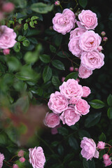 Pink roses