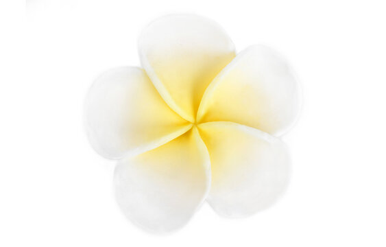 close up of the Frangipani Jepun flower isolated on white
