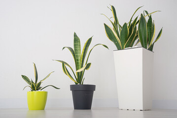 Sansevieria in different pots. home plant