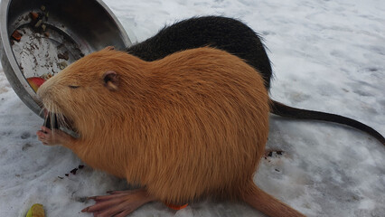 red and gray nutria eat from a bowl