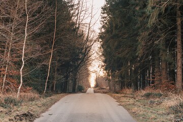 forest path in late winter in a german forest part of the eifel