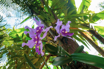 Colombian orchid 