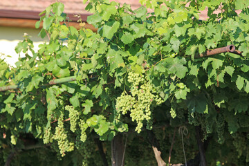 Grapes on a vine