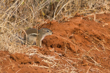 Naklejka na ściany i meble Striped Ground Squirrel, Xerus erythropus, in Tsavo West National Park in Kenya.
