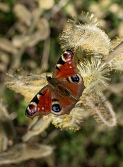 The peacock eye butterfly, Aglais io
