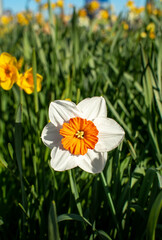 White and orange daffodil flower