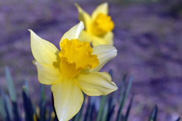 Narcissus is yellow, blooms with the first warmth of spring.