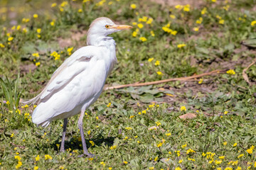 A cattle egret (Bubulcus ibis), a cosmopolitan species of heron (family Ardeidae) found in the tropics, subtropics, and warm-temperate zones