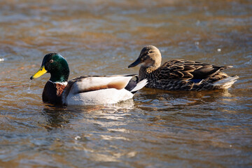 ducks in the water