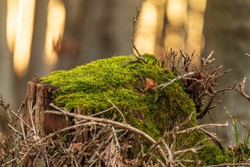 tree stump overgrown with moss in the forest