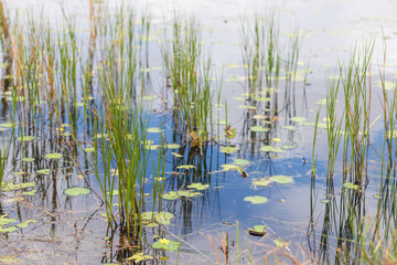 reeds in the water