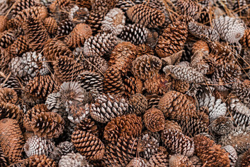 close up of pine cones