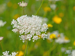 Blühende Wilde Möhre, Daucus carota