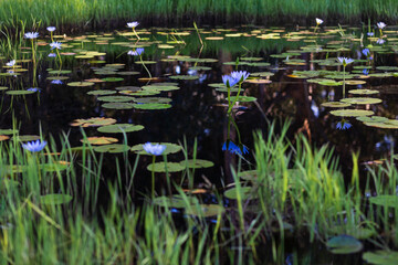 water lily in the pond
