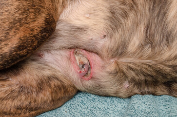 Obraz premium Ruptured Canine Mammary Gland Tumor. Doggie breast cancer. Pre-op photos
