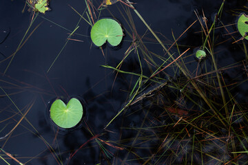 Lotus leaves in water