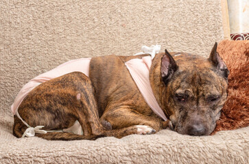 A sad dog dressed in post-surgery clothes lies on the couch