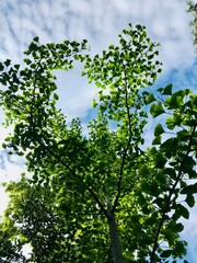 naturaleza ginkgo