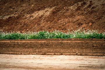 Contrasting line of white flowering plants on a background of reddish, wet sand.