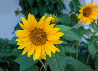 Sunflower flower large