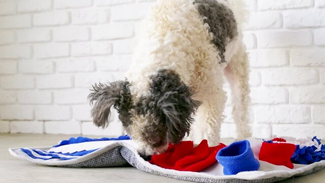 cute mixed breed dog playing on soft washable snuffle rag rug for hiding dried treats for dogs nose work on white background, front view. Intellectual games with pet.