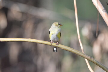 American goldfinch male perched on tree limb. 