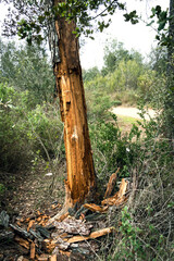 Tronco de árbol podrido  de  tonos  de color ocre