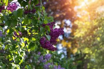 Schilderijen op glas Bush of violet lilac in summer park in sunrise time  © Galina
