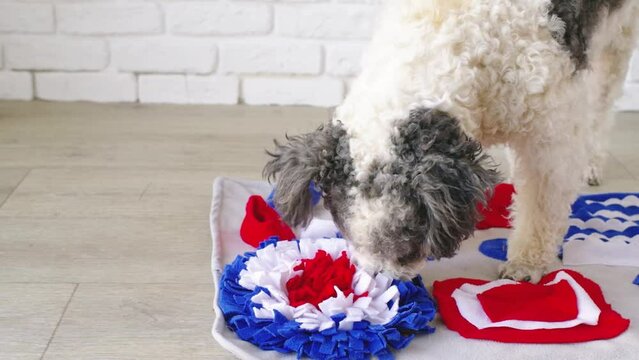 cute mixed breed dog playing on soft washable snuffle rag rug for hiding dried treats for dogs nose work on white background, front view. Intellectual games with pet.