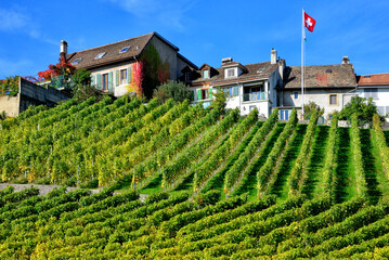 human settlement in vineyards, autumn - October, La Côte wine region, Féchy, Morges district, canton Vaud, Switzerland, Europe