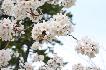 さくら