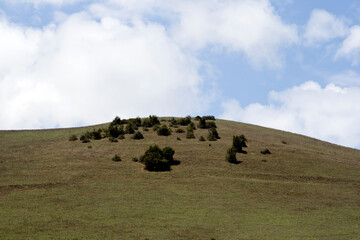Shrubs in the mountains