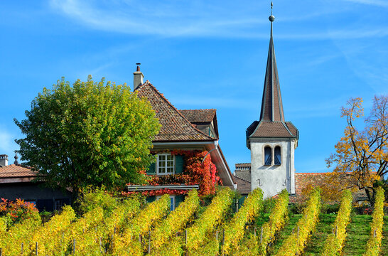 Europe, Switzerland, Canton Vaud, Morges District,  Fechy, Vineyards In Early Autumn