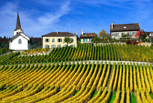 Human Settlement In Vineyards, Autumn - October, La Côte Wine Region, Féchy, Morges District, Canton Vaud, Switzerland, Europe