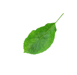 Obraz premium Apple leaf isolated on a white background