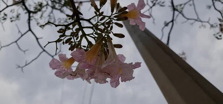 Pink Tabebuia rosea flower in full bloom on the Eastern express highway in Mumbai, Vikhroli area opposite to Godrej Industrial campus