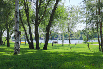 Park, trees in the park, view of the water. Summer.